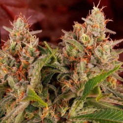 Semillas Matanuska Tundra Feminizada